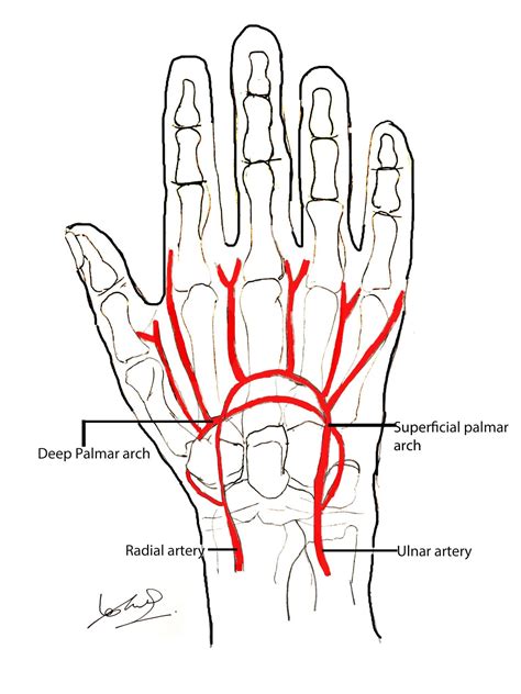 hand anatomy digits|Hand Anatomy: Bones, muscles, arteries and nerves .